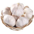 For Sale Chinese Fresh Garlic in Bulk White Garlic